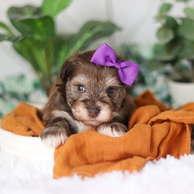 Tammy - Available 4/9