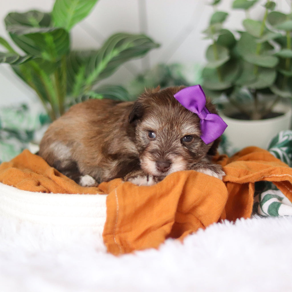 Tammy - Available 4/9