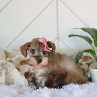 Tammy - Available Now