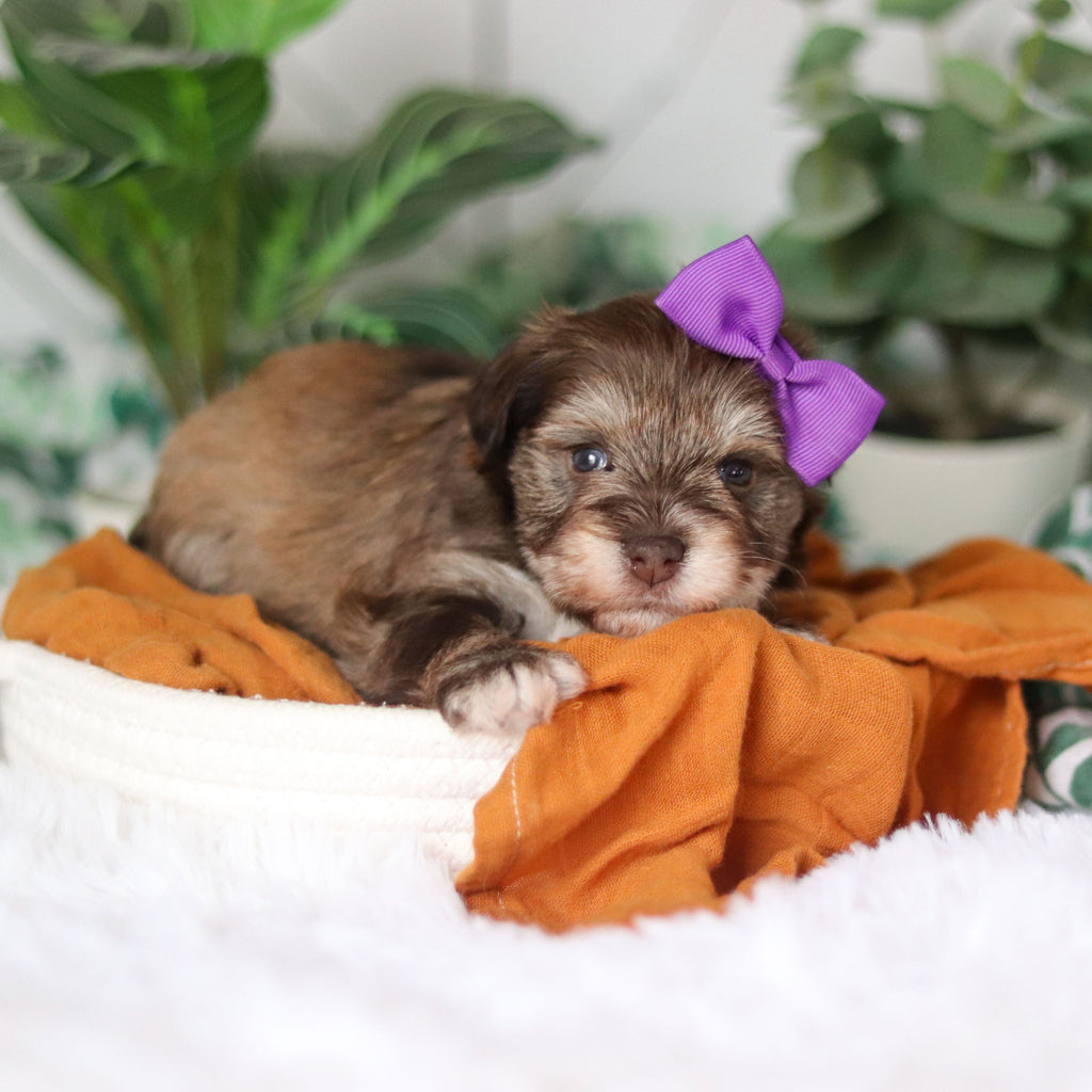 Tammy - Available 4/9