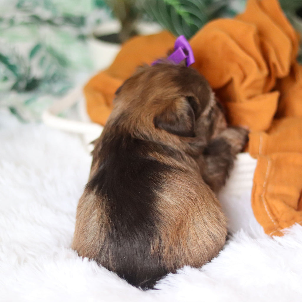 Tammy - Available 4/9