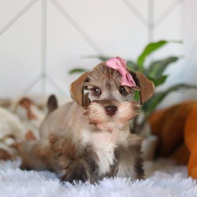 Tammy - Available 4/9