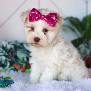 Robin - Available 3/26