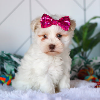 Robin - Available 3/26