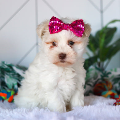 Robin - Available 3/26