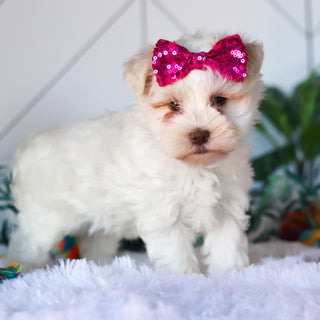 Robin - Available 3/26