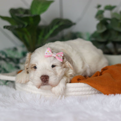 Tuffy - Available 4/9