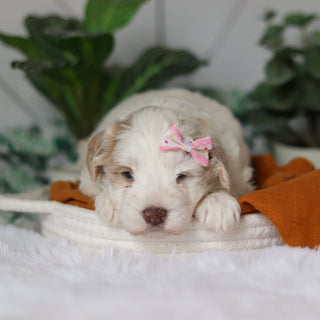 Tuffy - Available 4/9