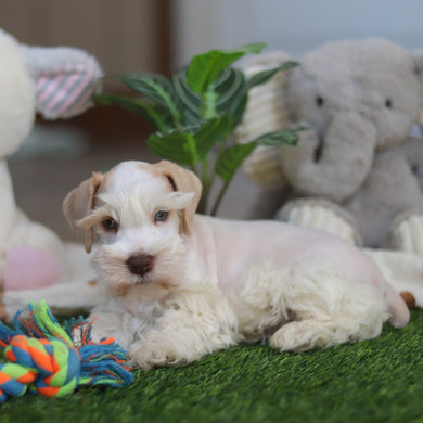 Tuffy - Available 4/9