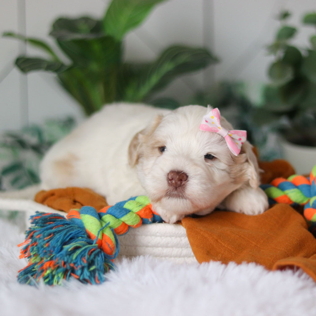 Tuffy - Available 4/9