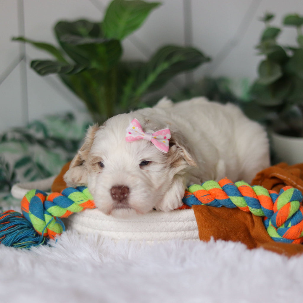 Tuffy - Available 4/9