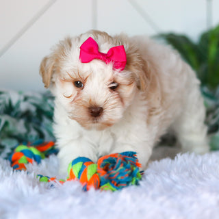 Rosemary - Available 3/26