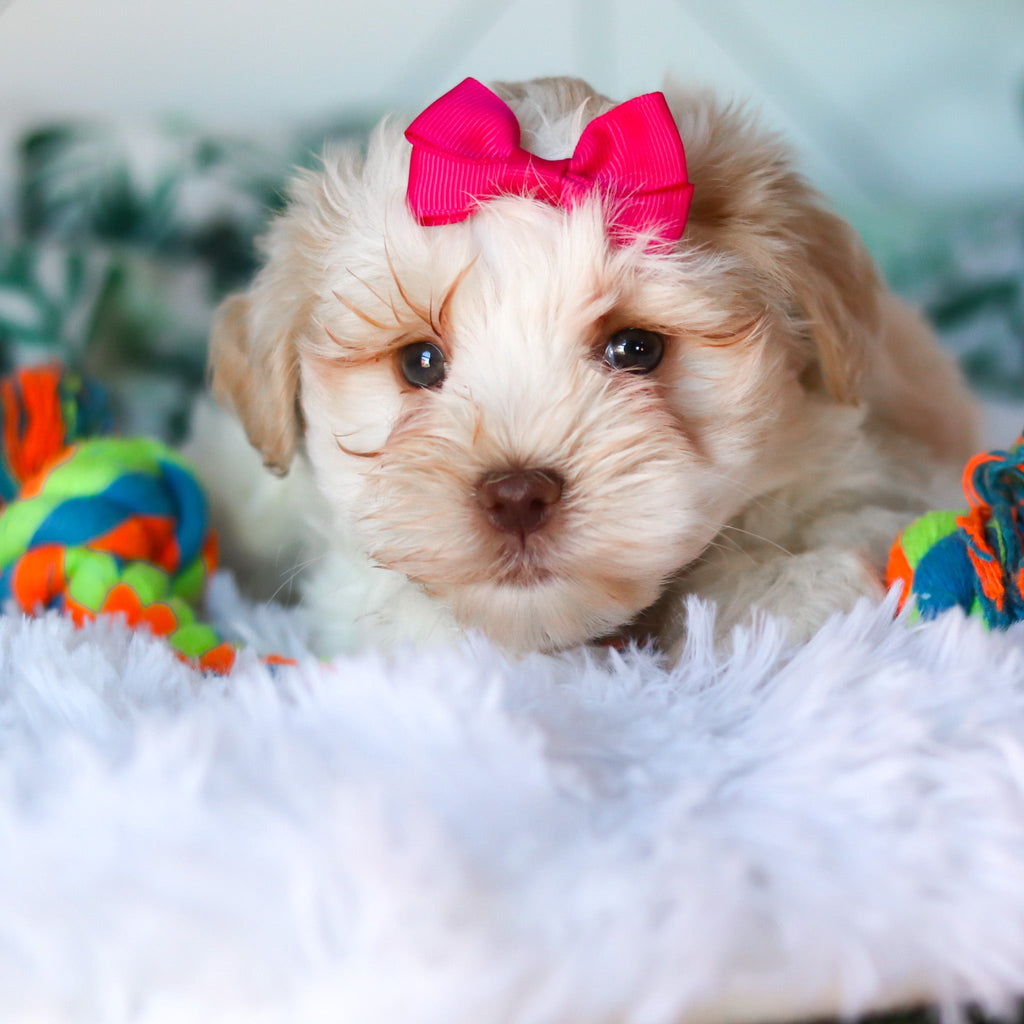 Rosemary - Available 3/26