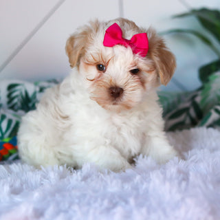 Rosemary - Available 3/26