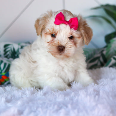 Rosemary - Available 3/26