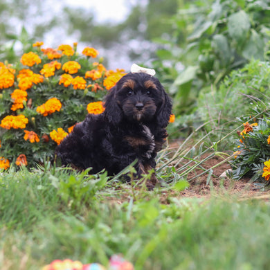 Primrose - Available 8/20