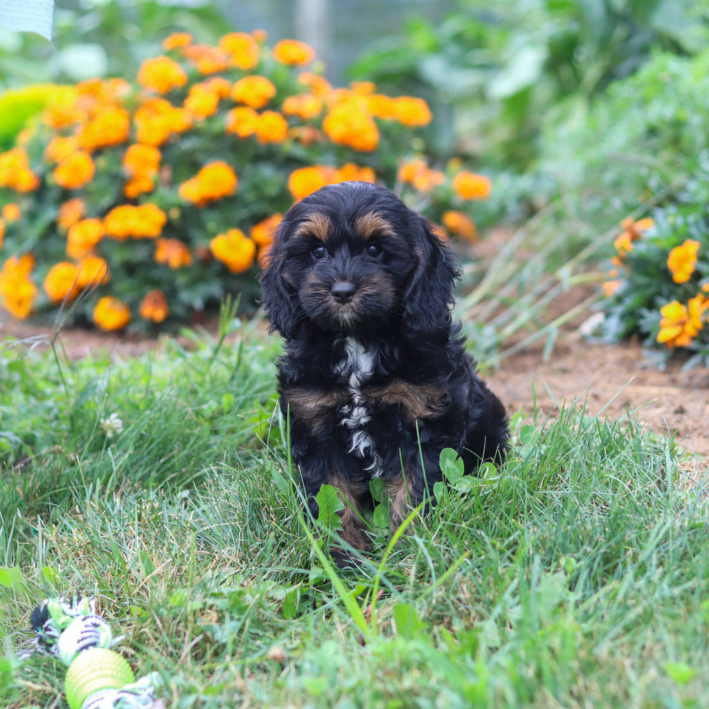 Primrose - Available 8/20
