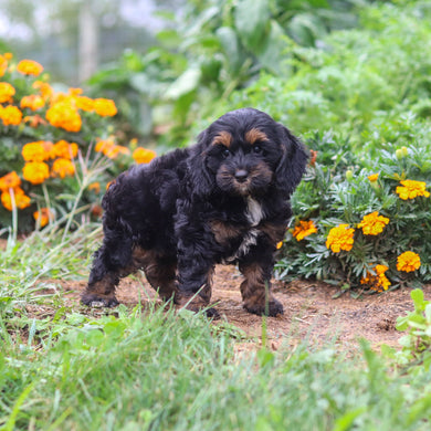 Primrose - Available 8/20