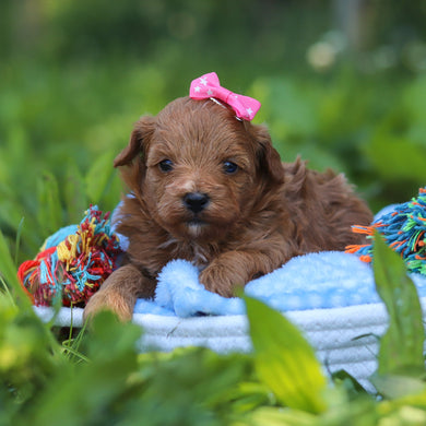 Birdie - Available 7/9