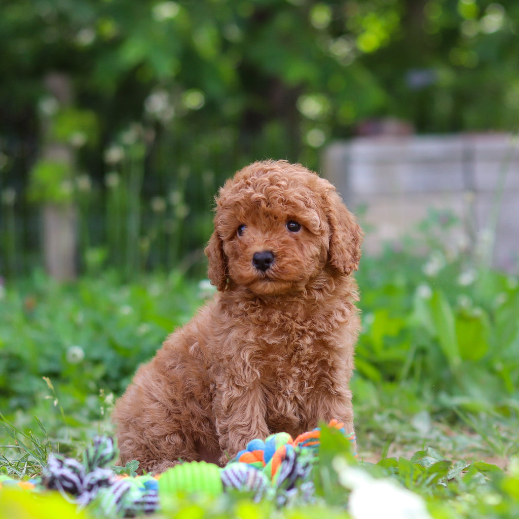 Tawny - Available 6/25