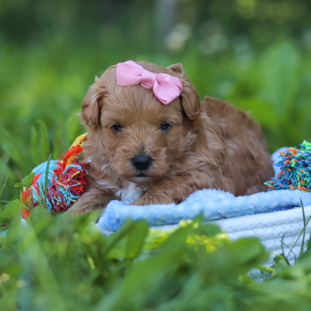 Babs - Available 7/9