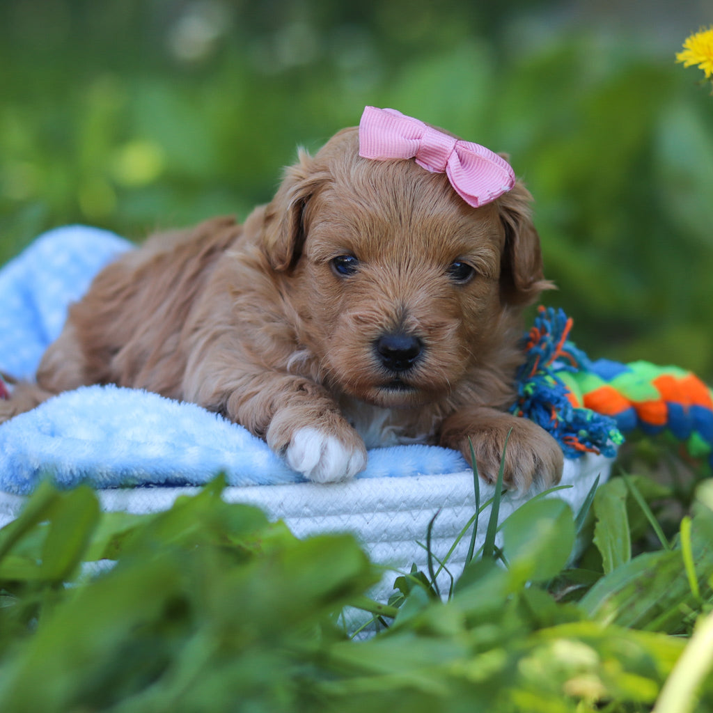 Babs - Available 7/9