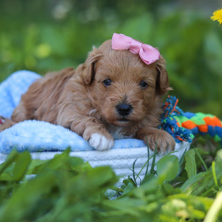 Babs - Available 7/9