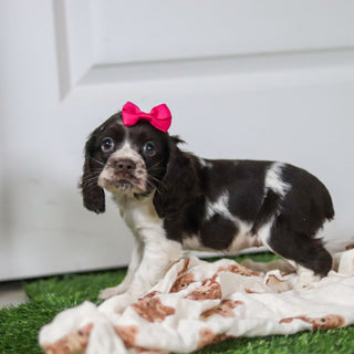 Birdie *PRE-TRAINED* - Available 11/23