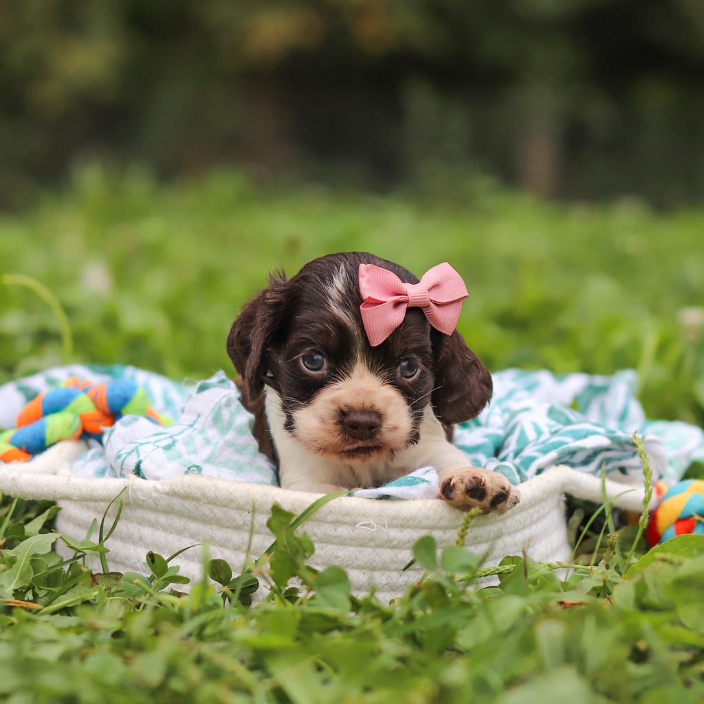 Birdie *PRE-TRAINED* - Available 11/23