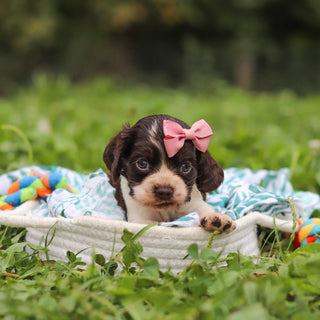 Birdie *PRE-TRAINED* - Available 11/23