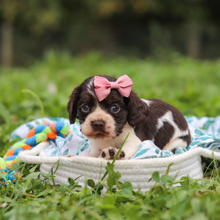 Birdie *PRE-TRAINED* - Available 11/23