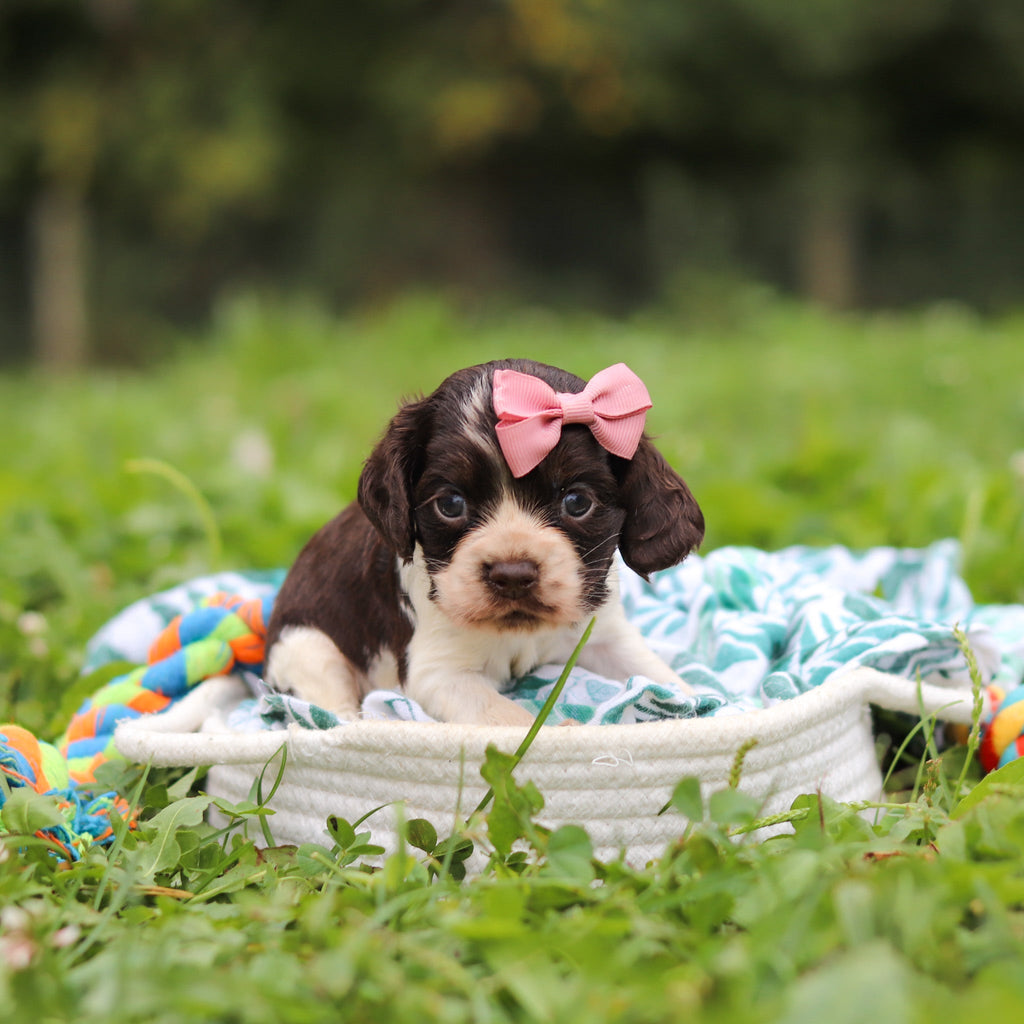 Birdie *PRE-TRAINED* - Available 11/23