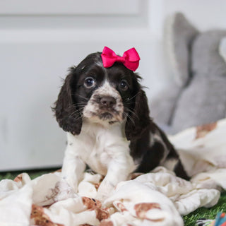 Birdie *PRE-TRAINED* - Available 11/23
