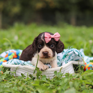 Birdie *PRE-TRAINED* - Available 11/23