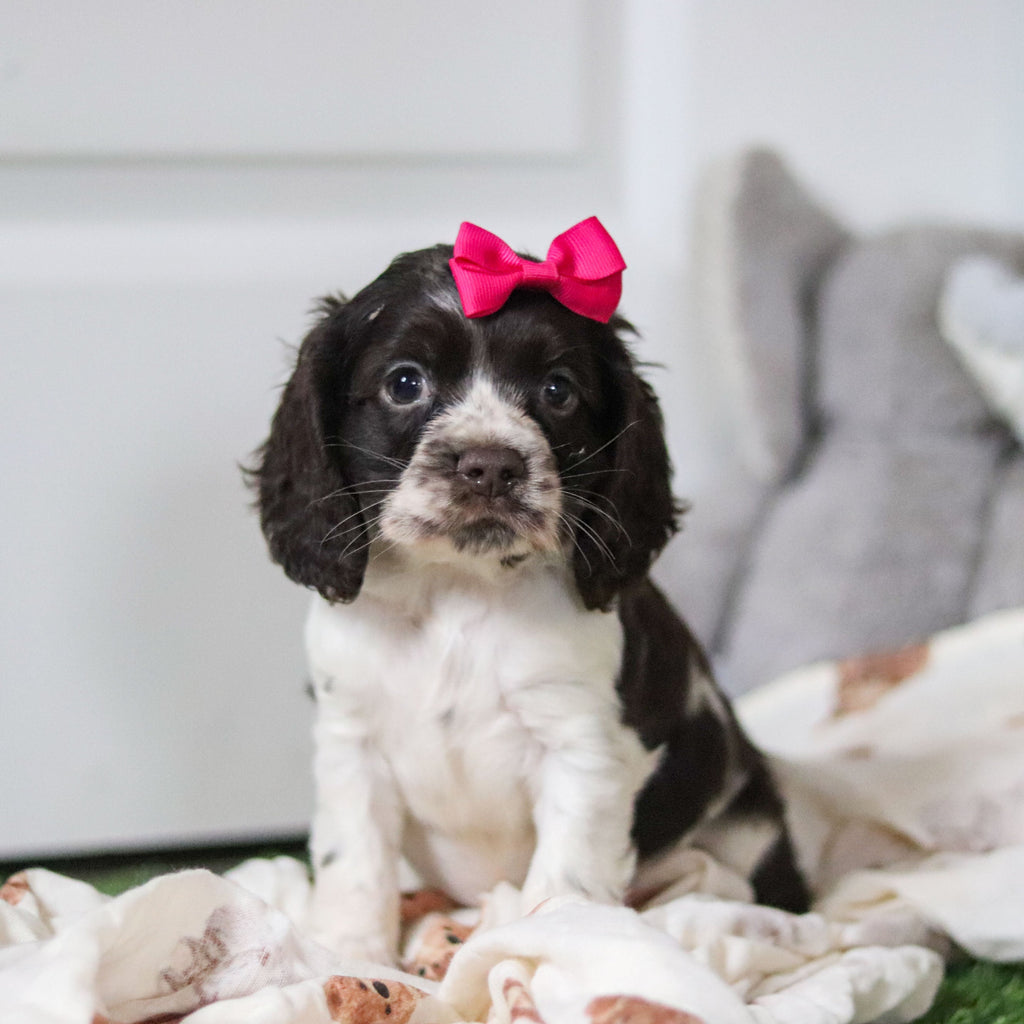 Birdie *PRE-TRAINED* - Available 11/23