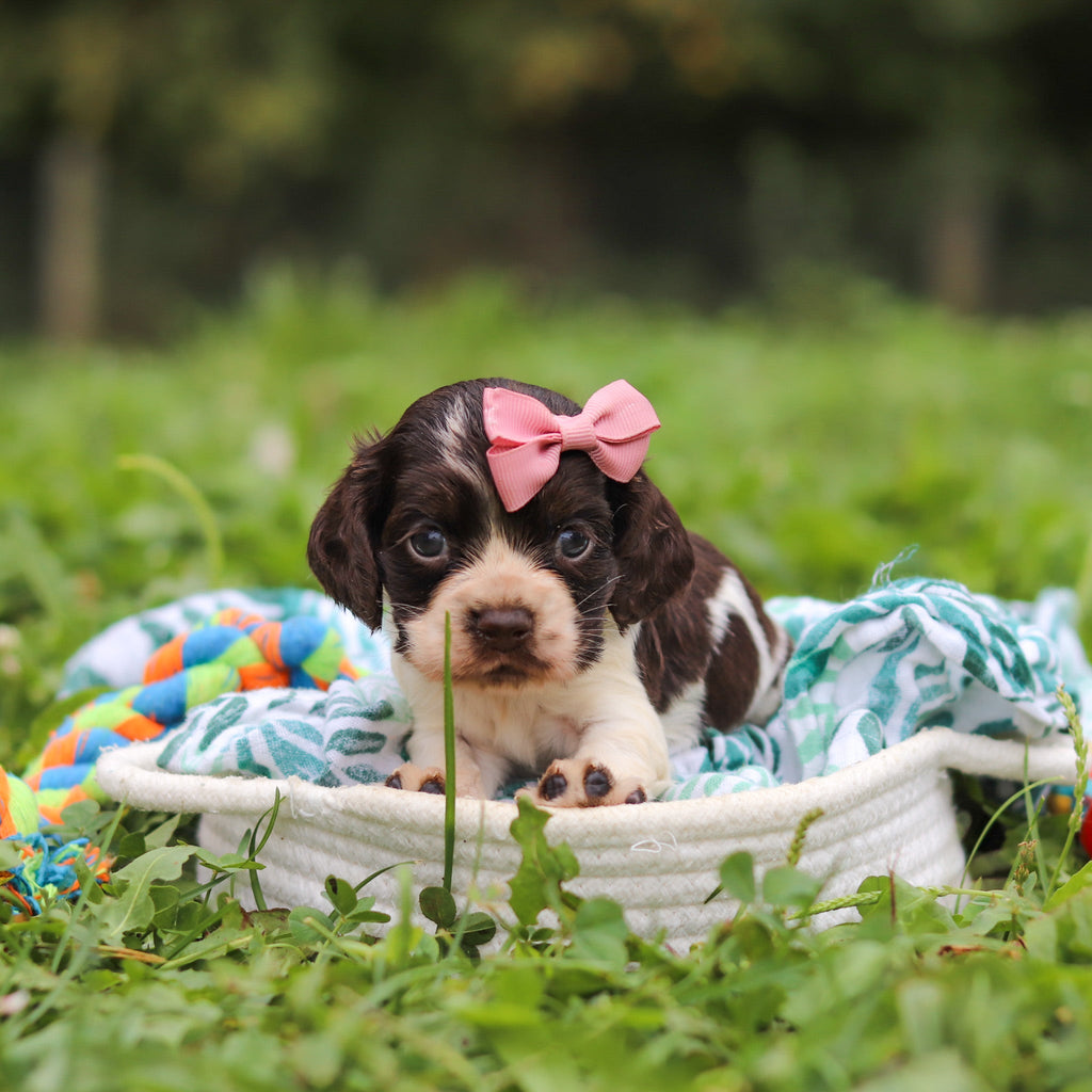 Birdie *PRE-TRAINED* - Available 11/23
