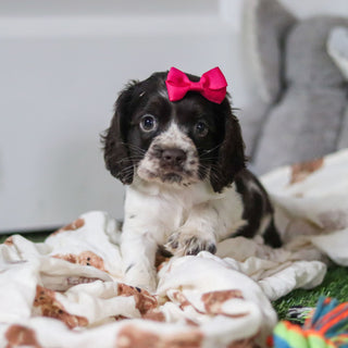 Birdie *PRE-TRAINED* - Available 11/23