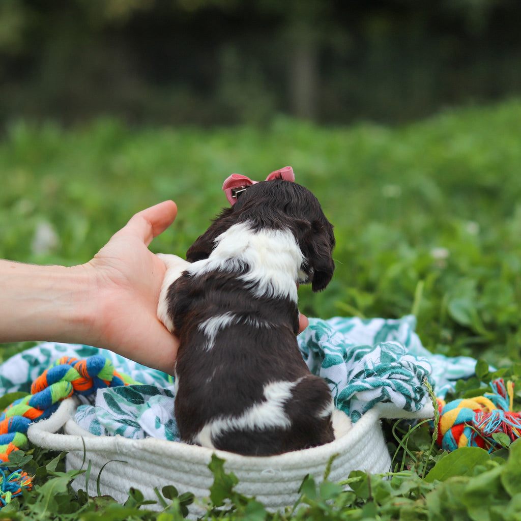 Birdie *PRE-TRAINED* - Available 11/23