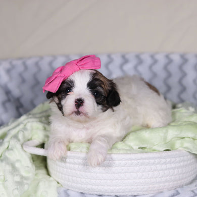 Tahlia - Available 4/9