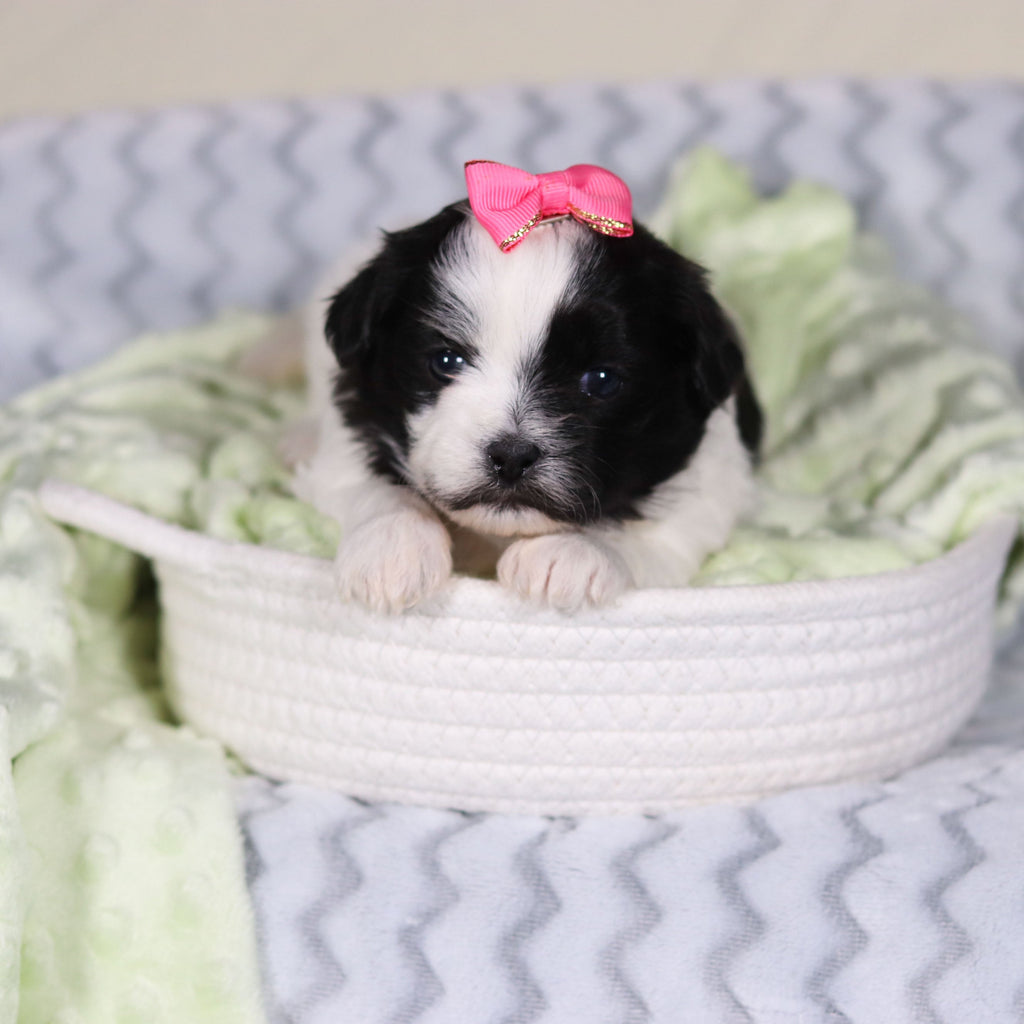 Tallulah - Available 4/9