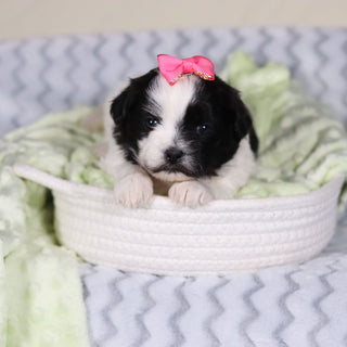 Tallulah - Available 4/9