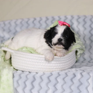 Tallulah - Available 4/9