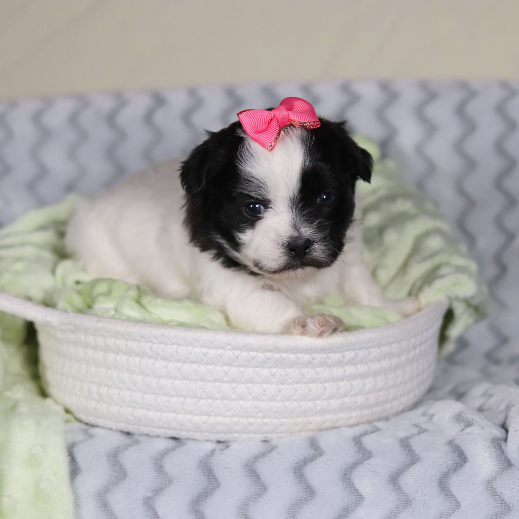 Tallulah - Available 4/9