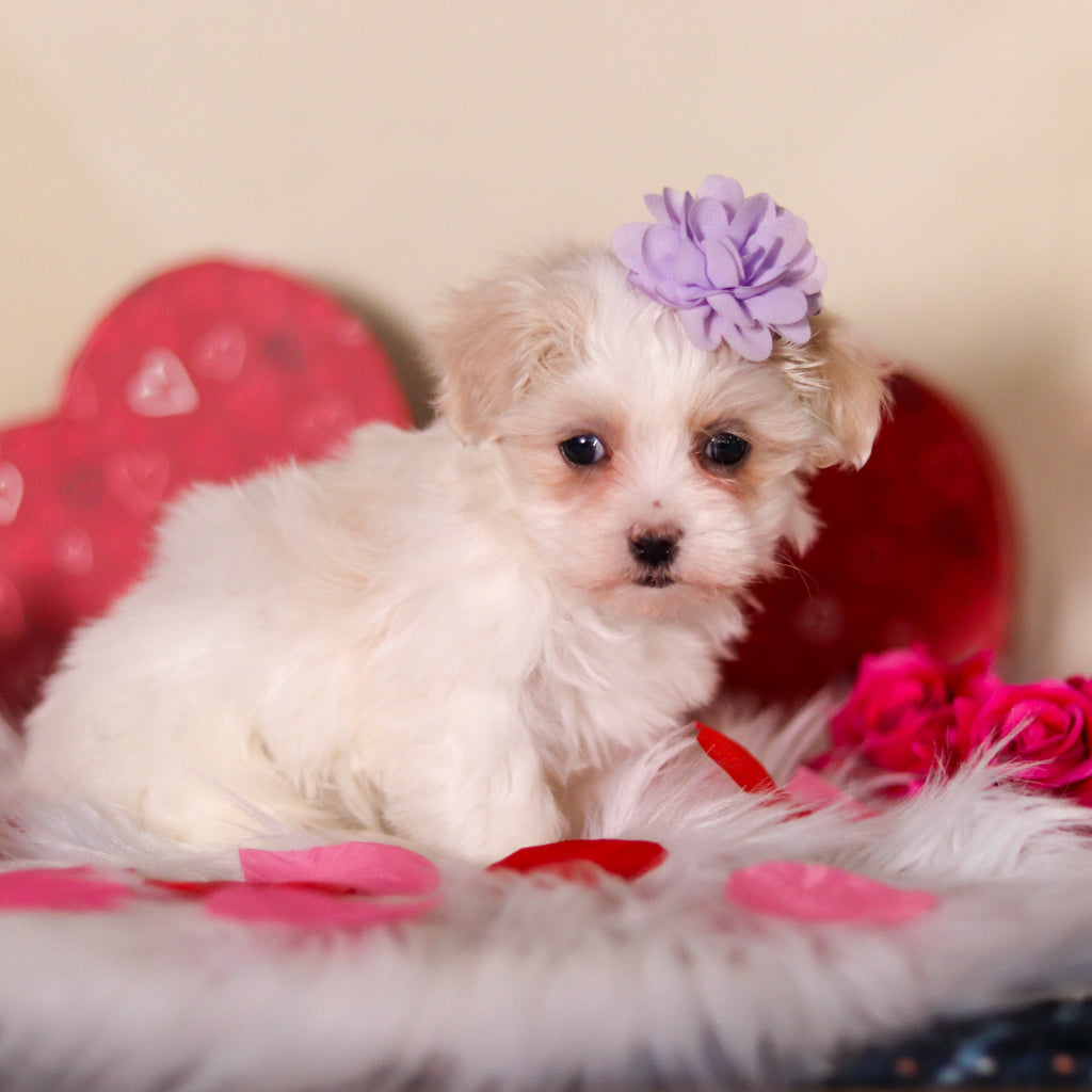 Valentina - Available 2/25