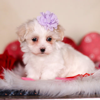 Valentina - Available 2/25