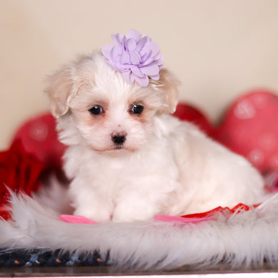 Valentina - Available 2/25