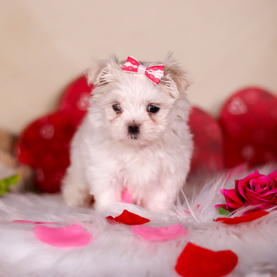 Katie - Available 3/5