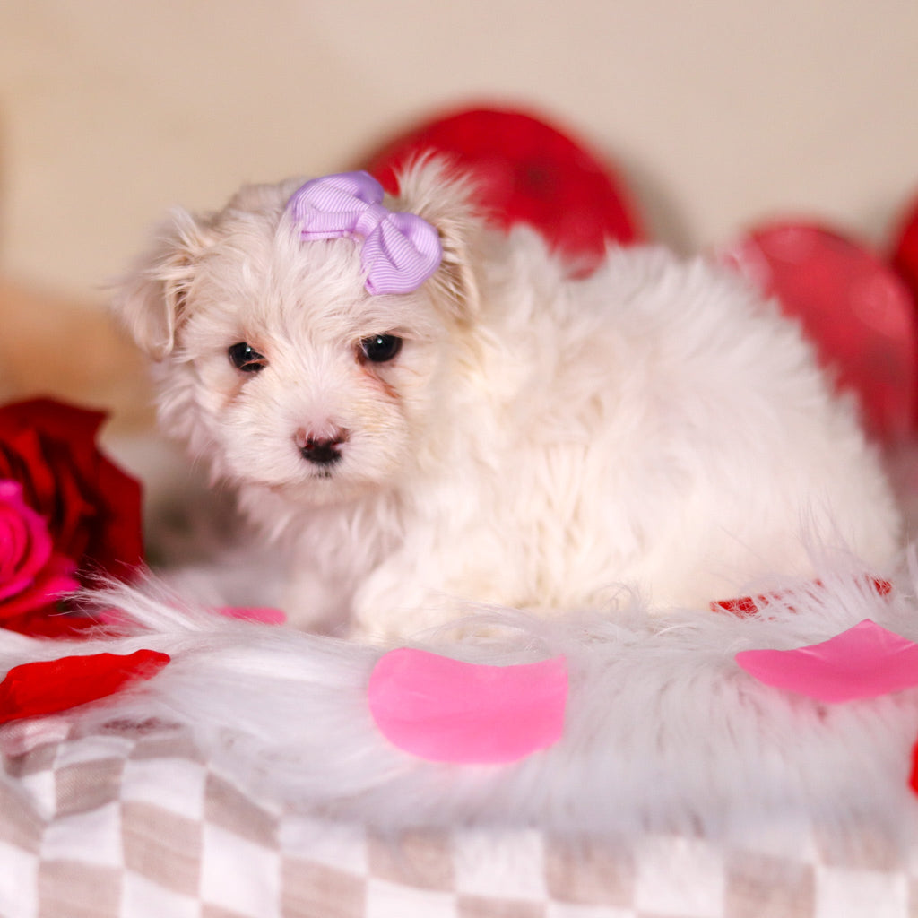 Elizabeth - Available Now