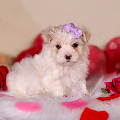 Elizabeth - Available 3/5