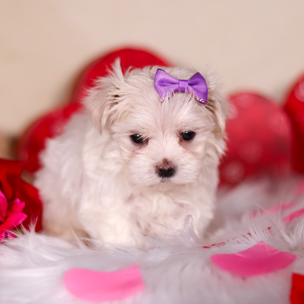 Angel - Available 3/13